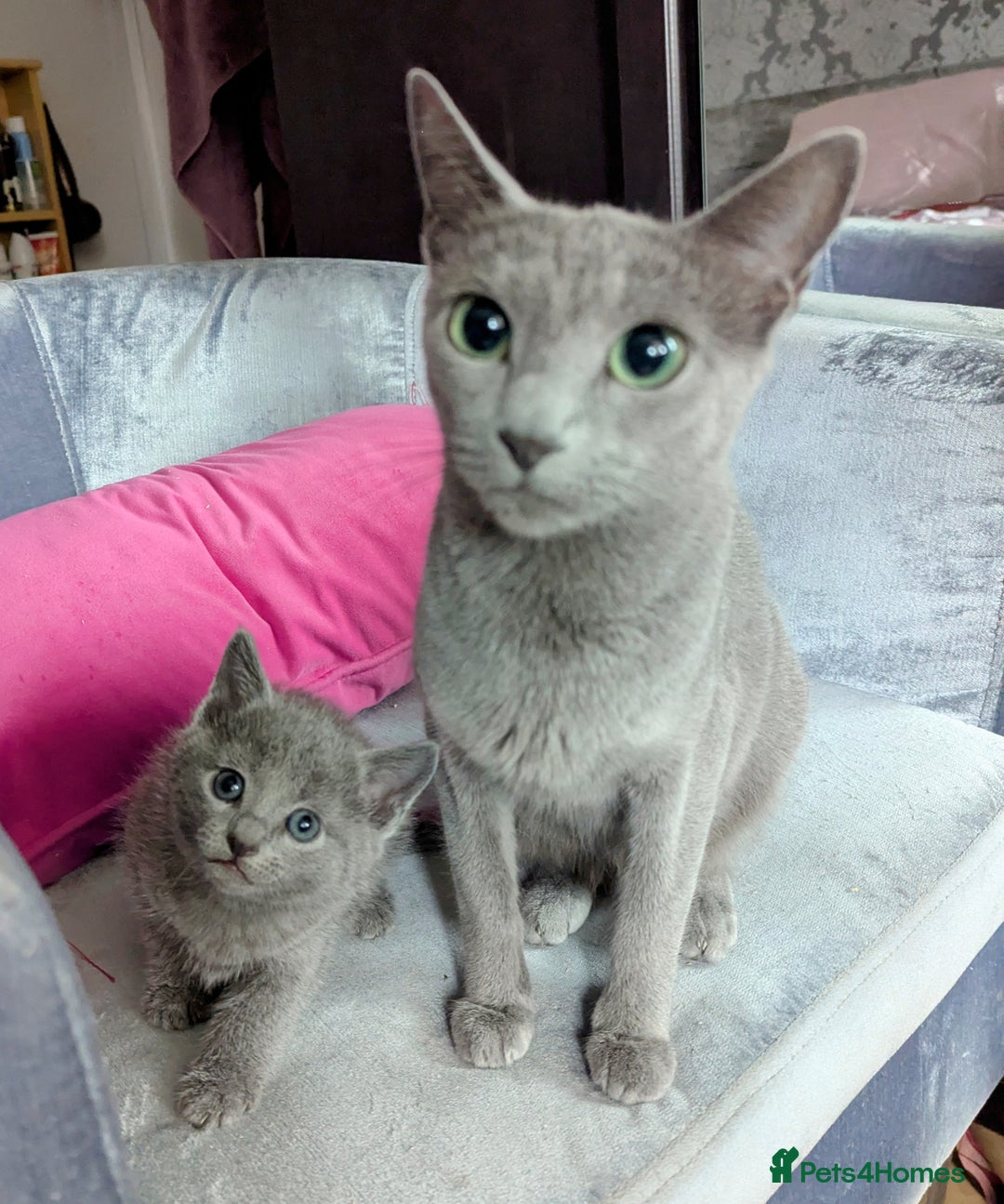 Russian Blue cats for sale: Affectionate TICA Registered kittens - Image 2