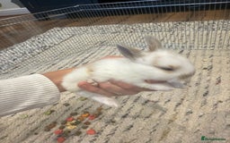 English Lop rabbits for sale: english lop beautiful  baby rabbit  - Image 7