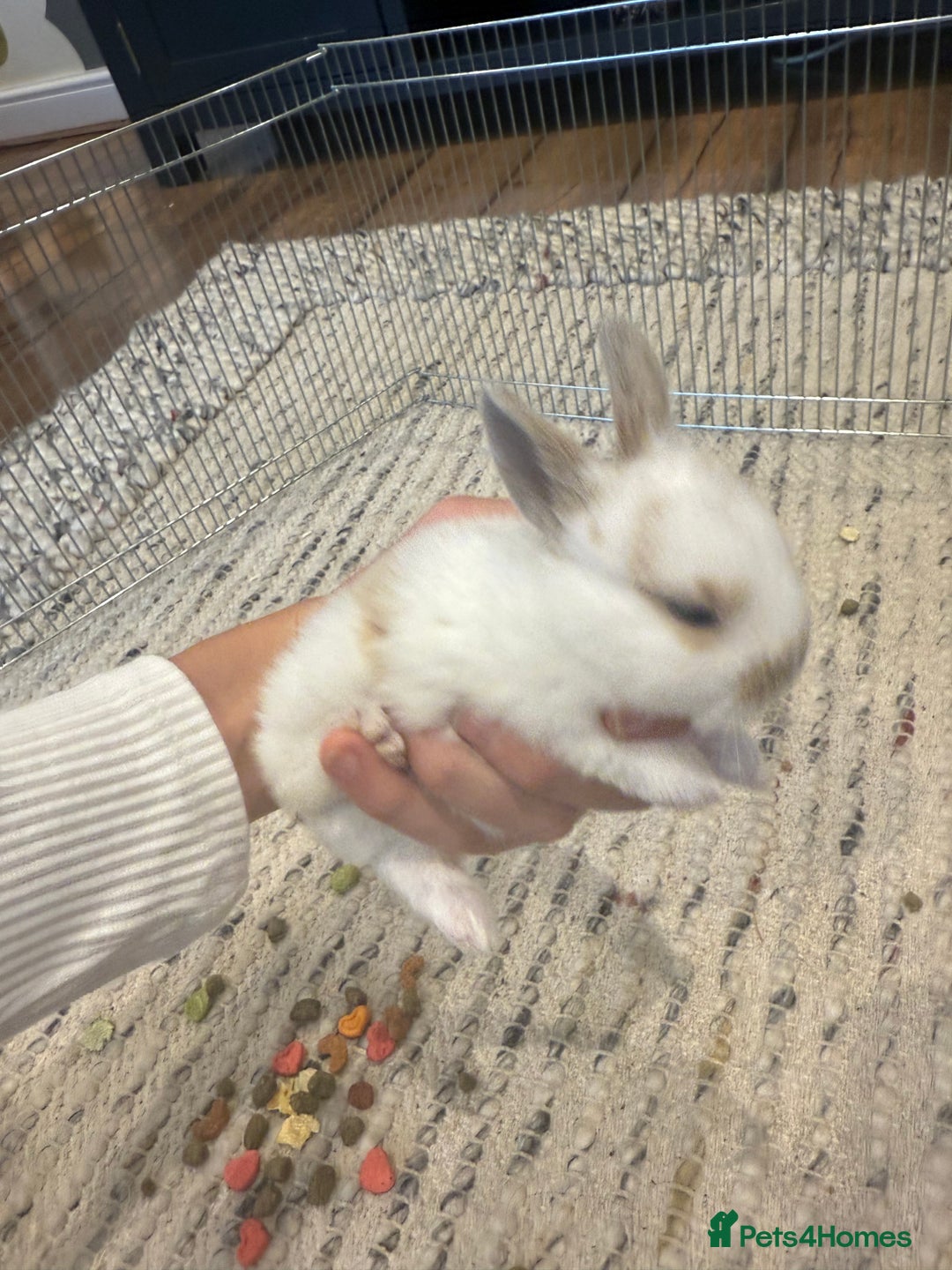 English Lop rabbits for sale: english lop beautiful  baby rabbit  - Image 7