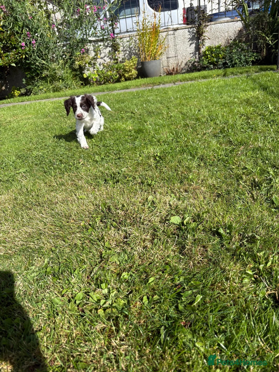 Sproodle dogs for sale: Ready to leave stunning sproodles - Advert 10