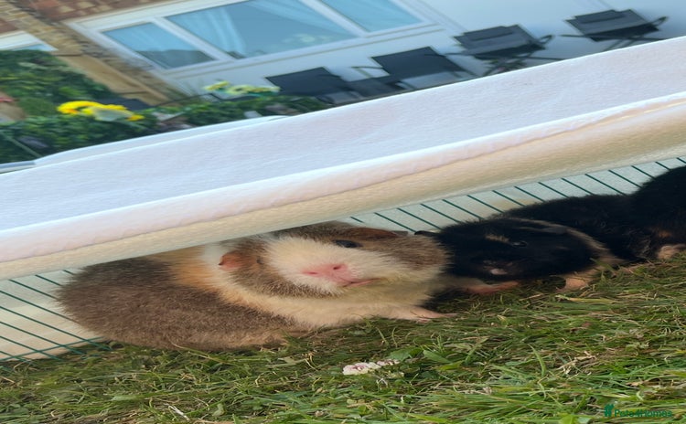 Guinea Pig rodents - Advert 6