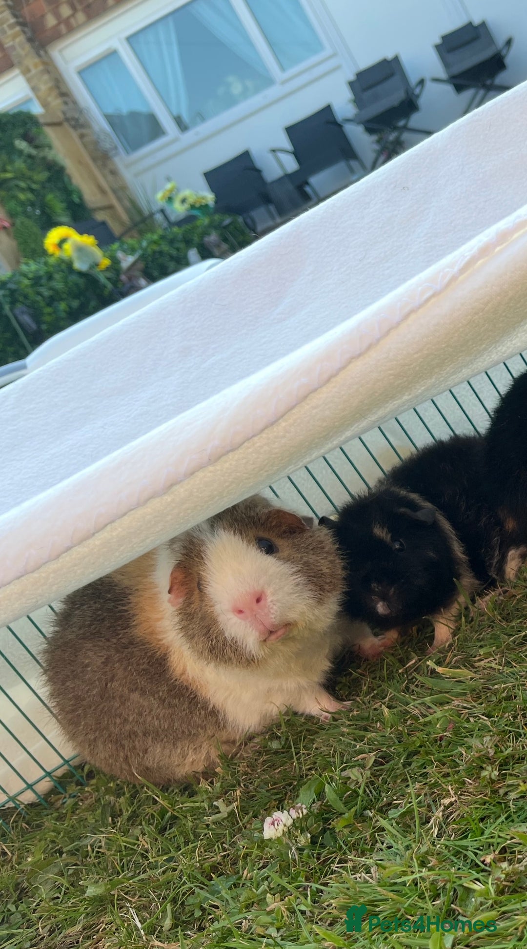 Guinea Pig rodents for sale: 2 teddy guinea pigs for Rehoming  - Image 1