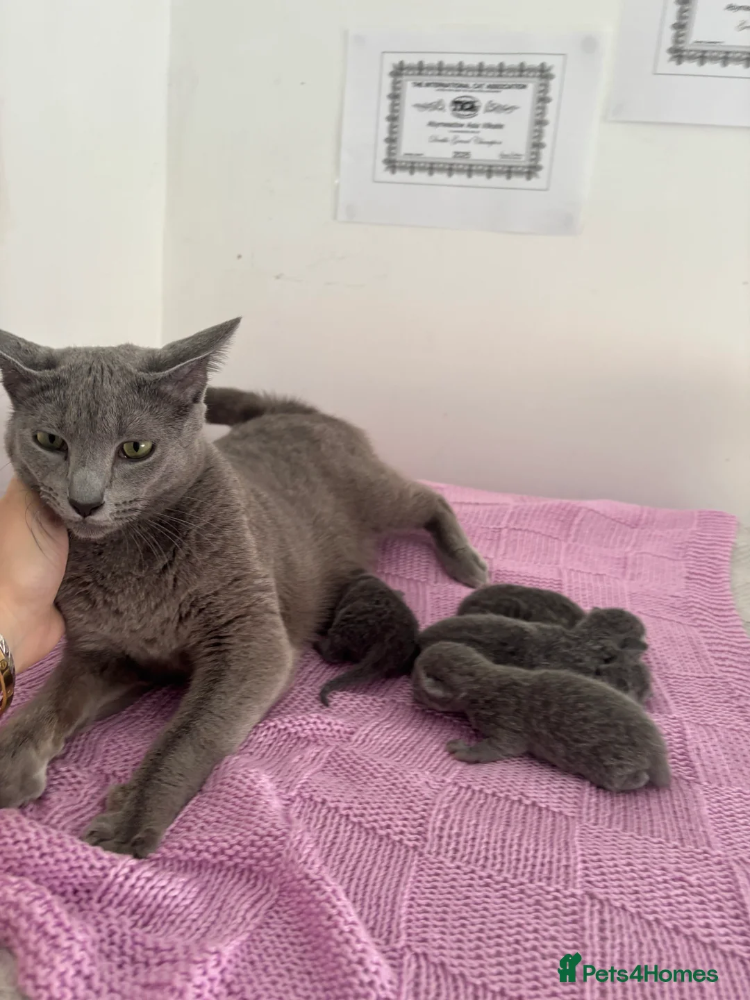 Russian Blue cats for sale: Pedigree TICA registered Russian blue kittens - Advert 1