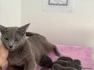 Russian Blue cats Pedigree TICA registered Russian blue kittens - Advert 17