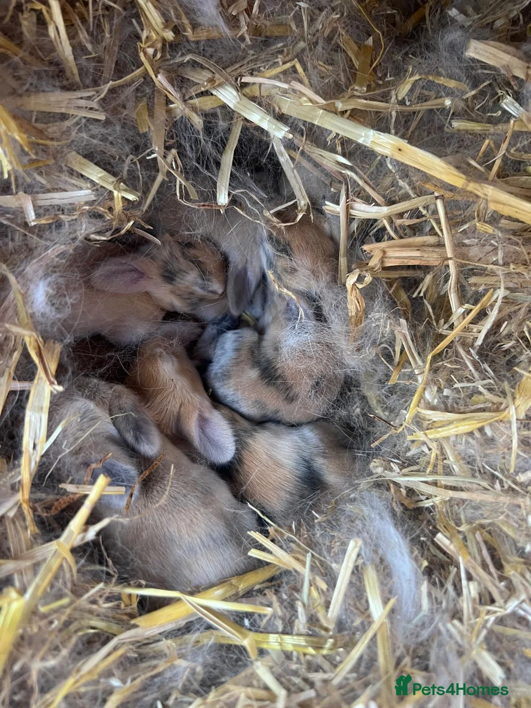 Mini Lop rabbits for sale: Beautiful mini lop bunnies ❤️ - Advert 2