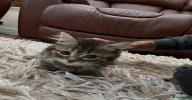 American Shorthair cats - Advert 6