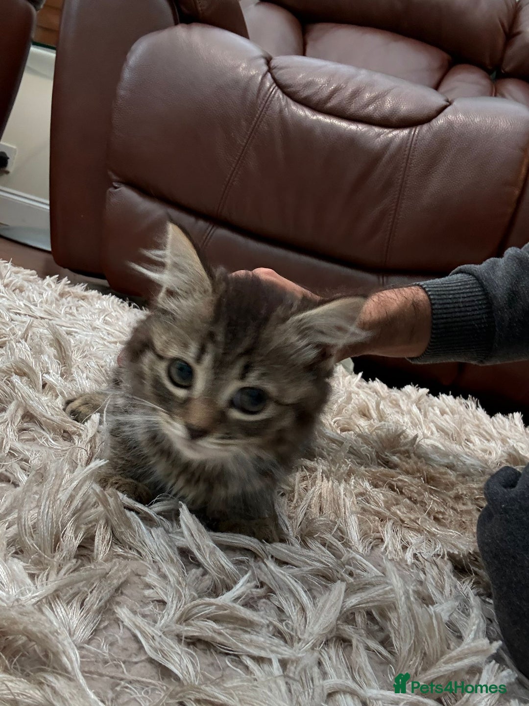 American Shorthair cats for sale: 4 Gorgeous and Playful Kittens ready to go!  - Image 3