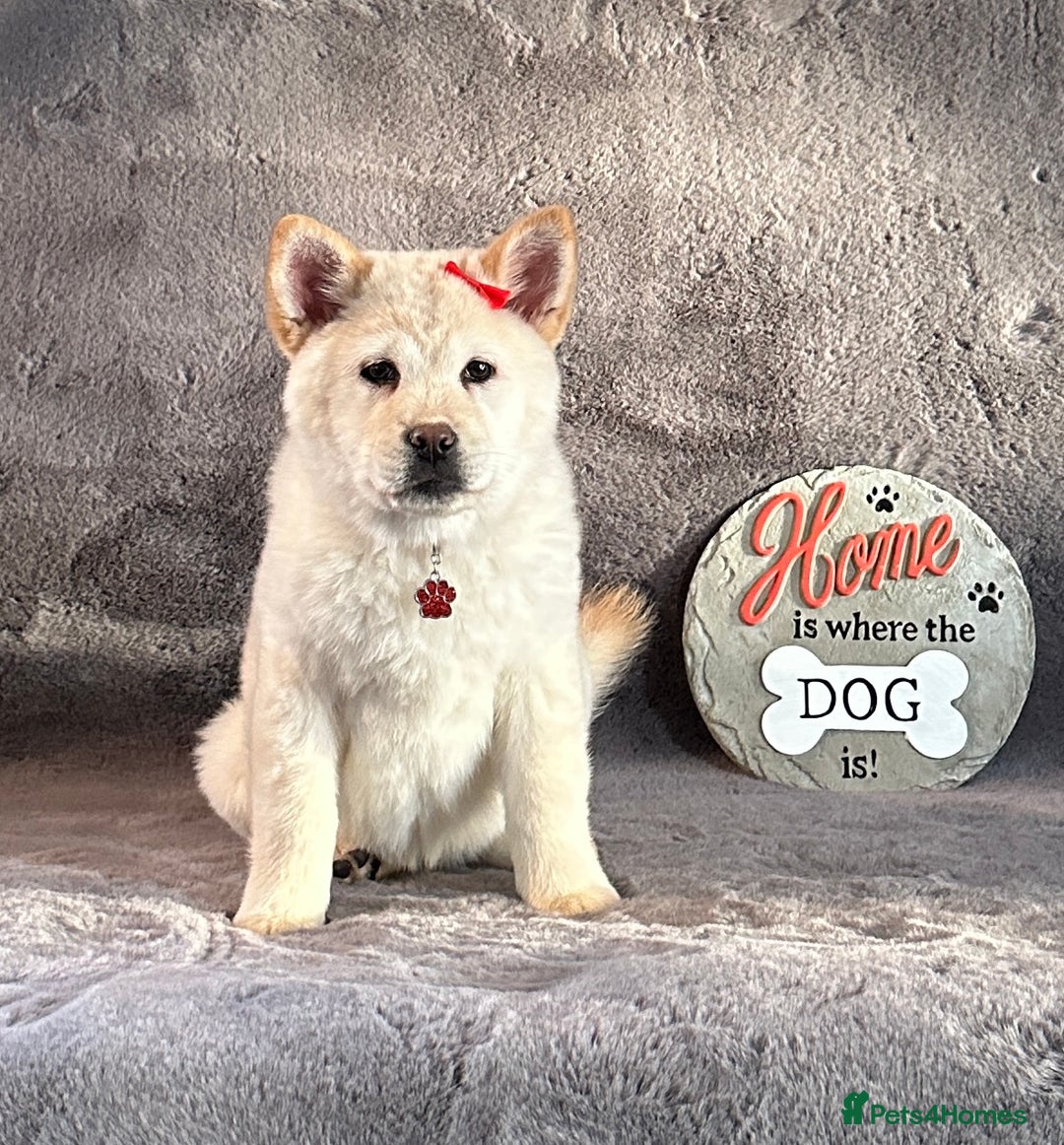 Chow Chow dogs for sale: Stunning genuine chowsky puppies for sale  - Image 11