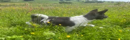 Akita dogs for sale: Akita Puppies  in Buxton - Advert 7