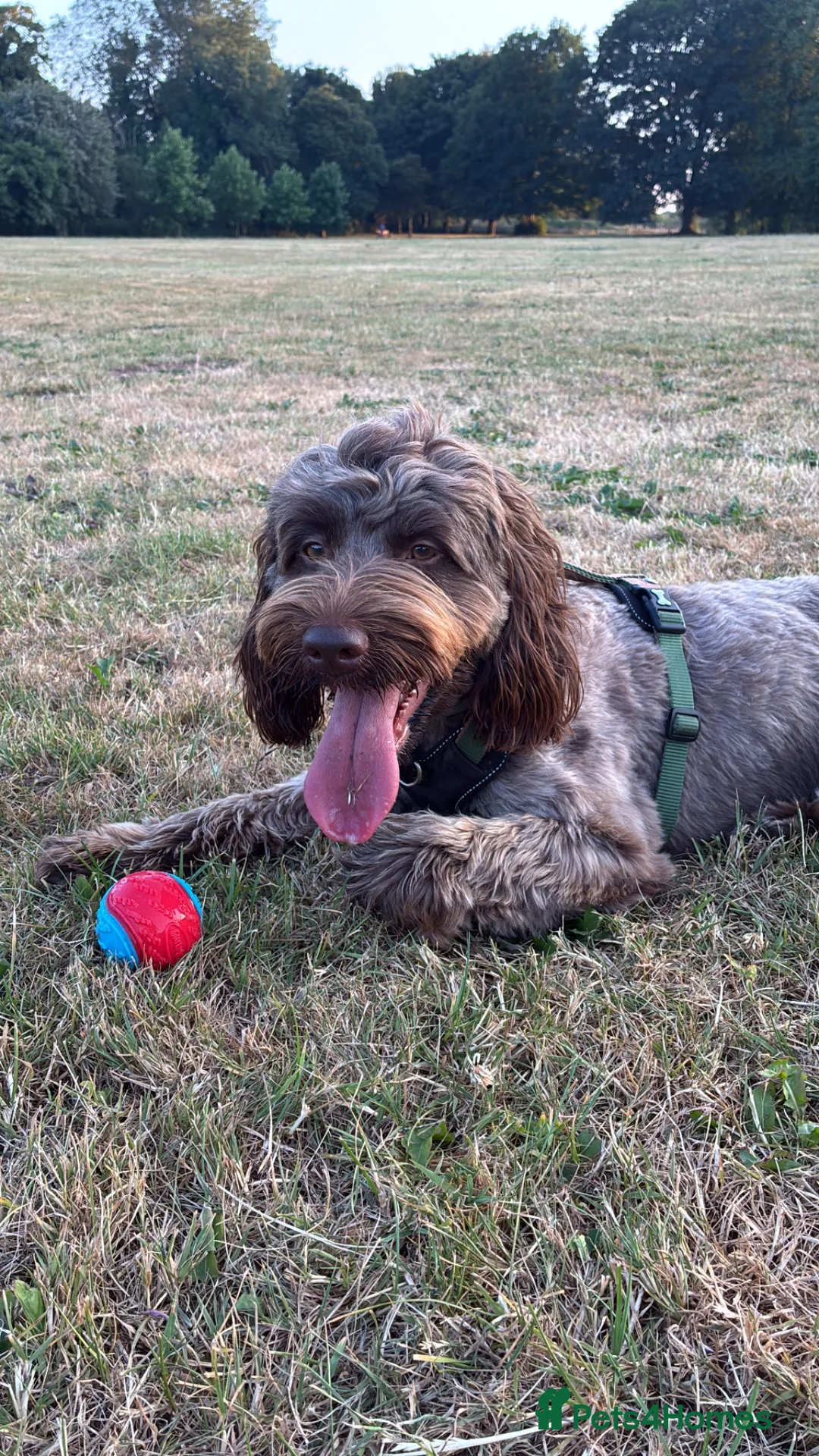 Mixed Breed dogs for stud: Cockapoo  - Advert 1