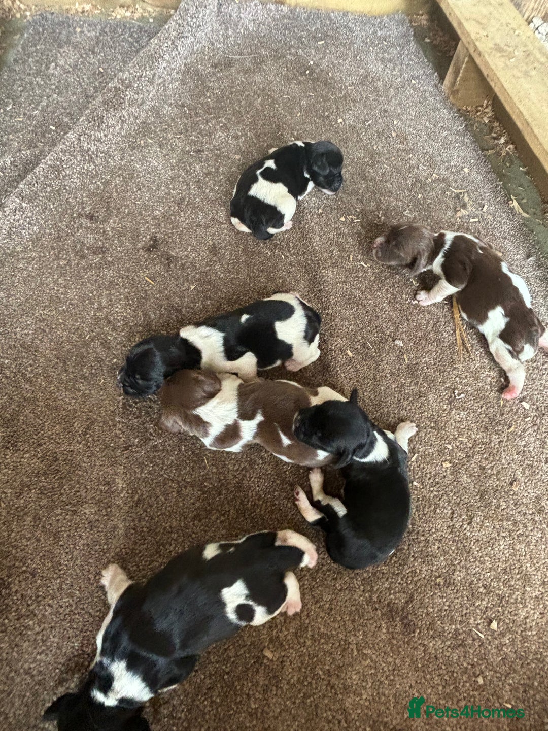 English Springer Spaniel dogs for sale: Gorgeous marked English Springer Spaniel pups  - Image 4