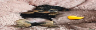 Yorkshire Terrier 4