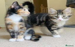 Domestic Shorthair cats for sale: Ragdoll Cross X DSH - Image 12