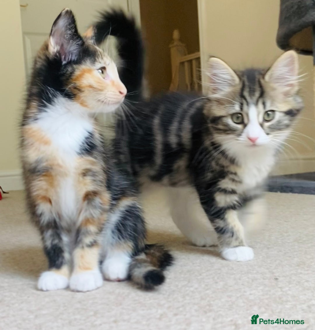 Domestic Shorthair cats for sale: Ragdoll Cross X DSH - Image 12