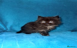 Persian cats for sale: Pedigree Persians for sale!  - Image 11