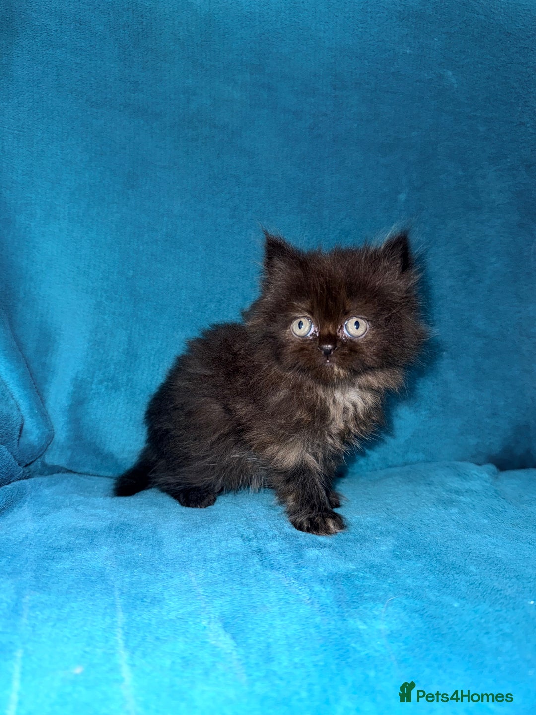 Persian cats for sale: Pedigree Persians for sale!  - Image 11