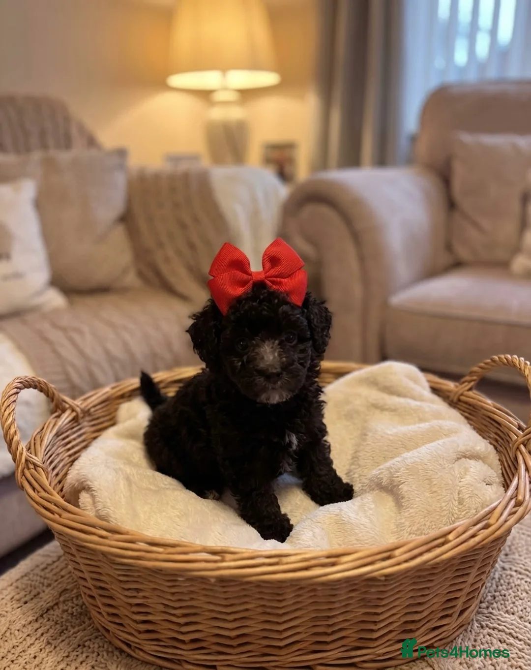 Toy Poodle dogs for sale: Miniature Poodle Puppies READY SOON - Advert 2