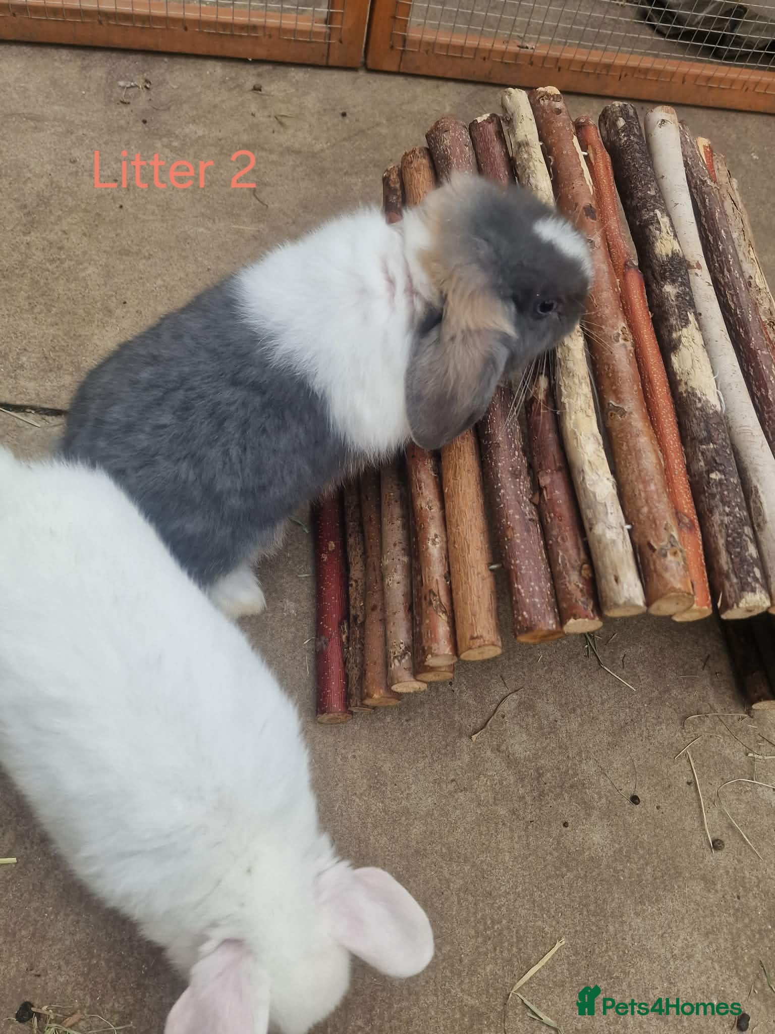 Mini Lop rabbits Beautiful Mini Lops 7 weeks Ready to Reserve Now - Advert 2