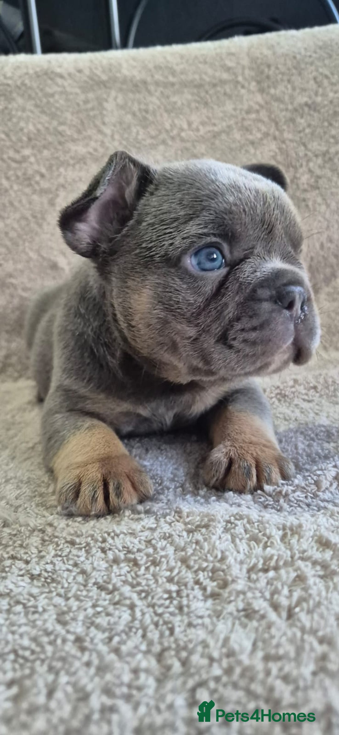 French Bulldog dogs for sale: 🔥🔥FRENCH BULLDOG PUPPIES🔥🔥 - Advert 2