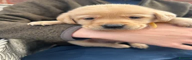 Labrador Retriever 6