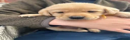 Labrador Retriever dogs for sale: Kc Labrador retriever  in Worcester - Advert 5