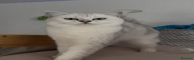 White silver tipping chinchilla