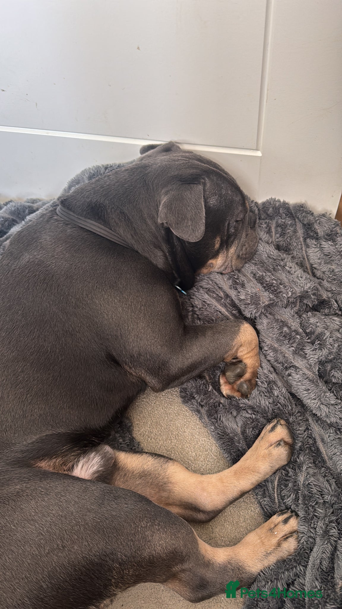Mixed Breed dogs for sale: One year old French x olde English bulldog in Knaresborough - Advert 4