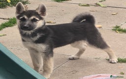 Mixed Breed dogs for sale: Female Shepkita Puppy - Image 16