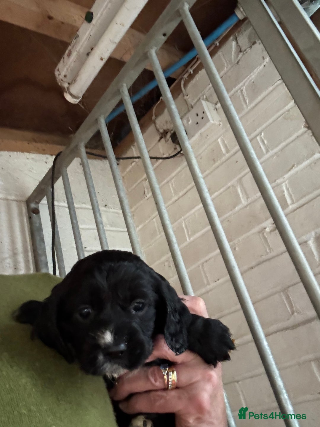 Cocker Spaniel dogs for sale: Working cockers - Advert 4