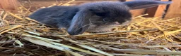Mini Lop rabbits for sale: Gorgeous pure Mini lops and mini lion lops  - Advert 10