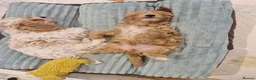 Cavapoochon dogs for sale: Cavapoochon Puppies - Advert 3