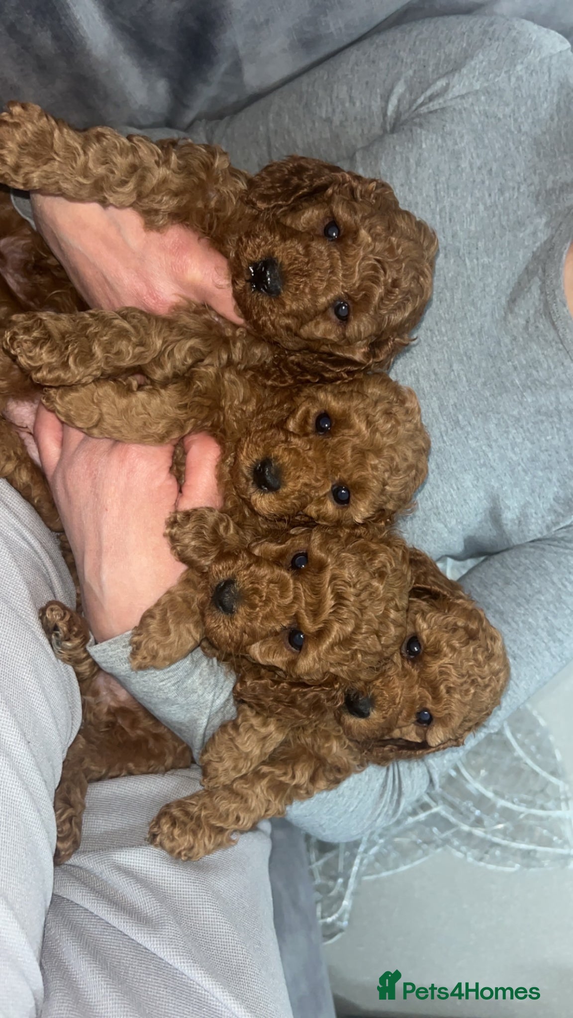 Miniature Poodle dogs KC REG MINIATURE RED POODLES - Advert 1