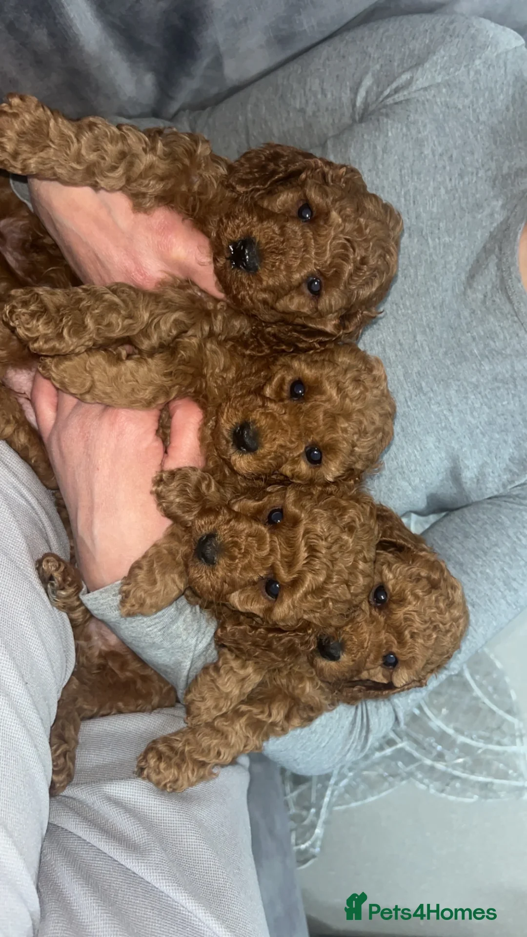 Miniature Poodle dogs for sale: KC REG MINIATURE RED POODLES - Advert 1