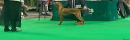 Hungarian Vizsla dogs for sale: Hungarian Vizsla bitch puppies - Advert 9