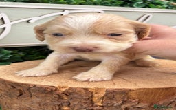 Cocker Spaniel dogs for sale: 🌟 cocker spaniel puppies 🌟 - Image 5