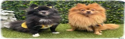 Pomeranian dogs for sale: 2 yr Pom for new home FREE TO BEST HOME - Advert 8