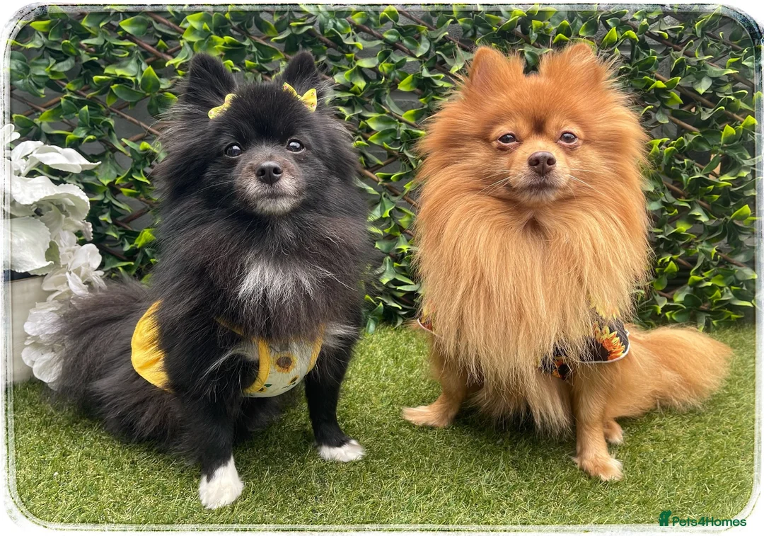 Pomeranian dogs for sale: 2 yr Pom for new home FREE TO BEST HOME - Advert 8