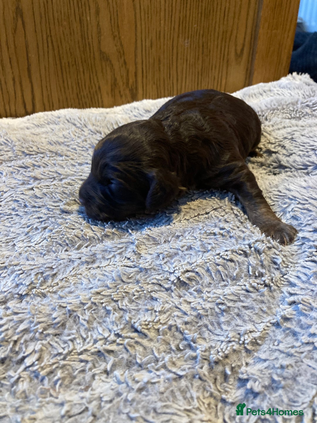 Cockapoo dogs for sale: Stunning Litter of Phantom F1 Cockapoo Puppies - Image 7