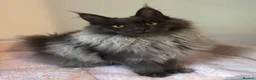 Maine Coon cats for sale: Adorable TICA  registered active Mainecoons  - Advert 5