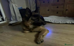 German Shepherd dogs for sale: New home urgently needed for 5yr old male GSD - Image 2