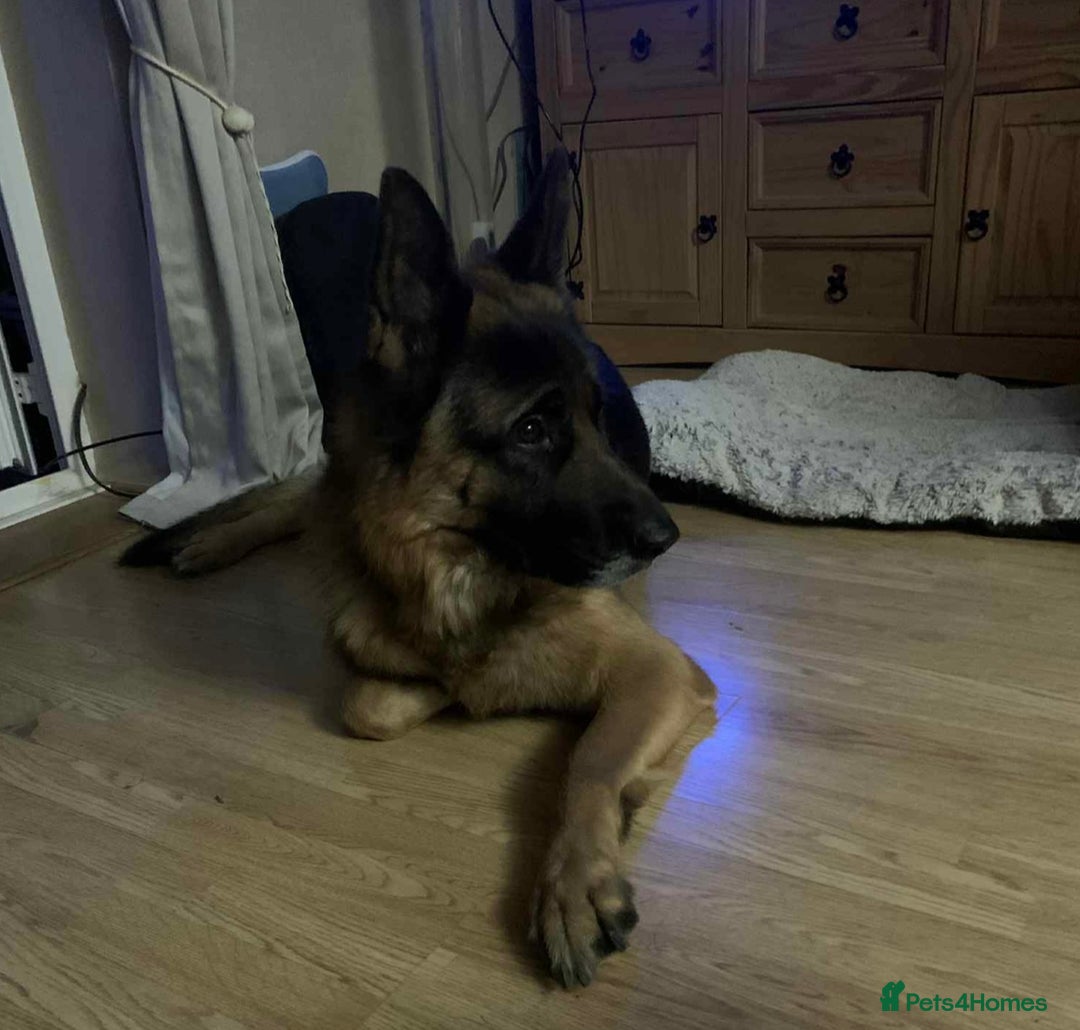 German Shepherd dogs for sale: New home urgently needed for 5yr old male GSD - Image 2