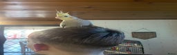 Cockatiels birds for sale: Baby pearl cockatiel hand tame and friendly  - Advert 5