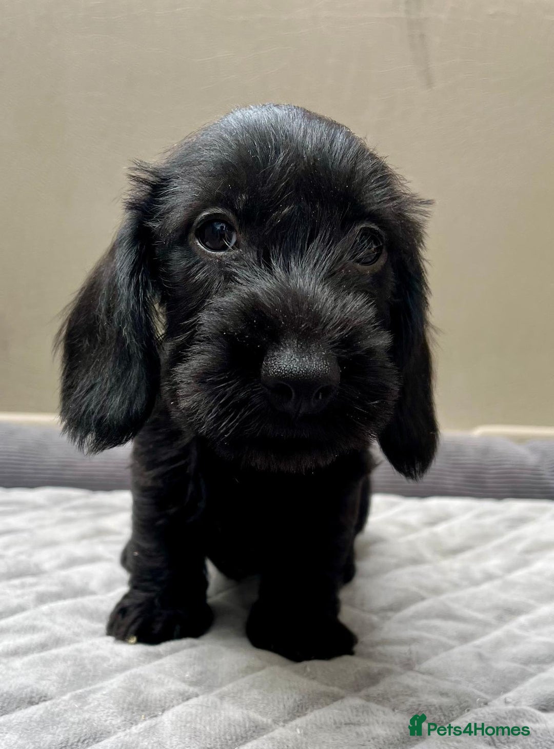 Miniature Dachshund dogs for sale: KC reg Female Wire Haired Mini Dachshund  - Advert 6