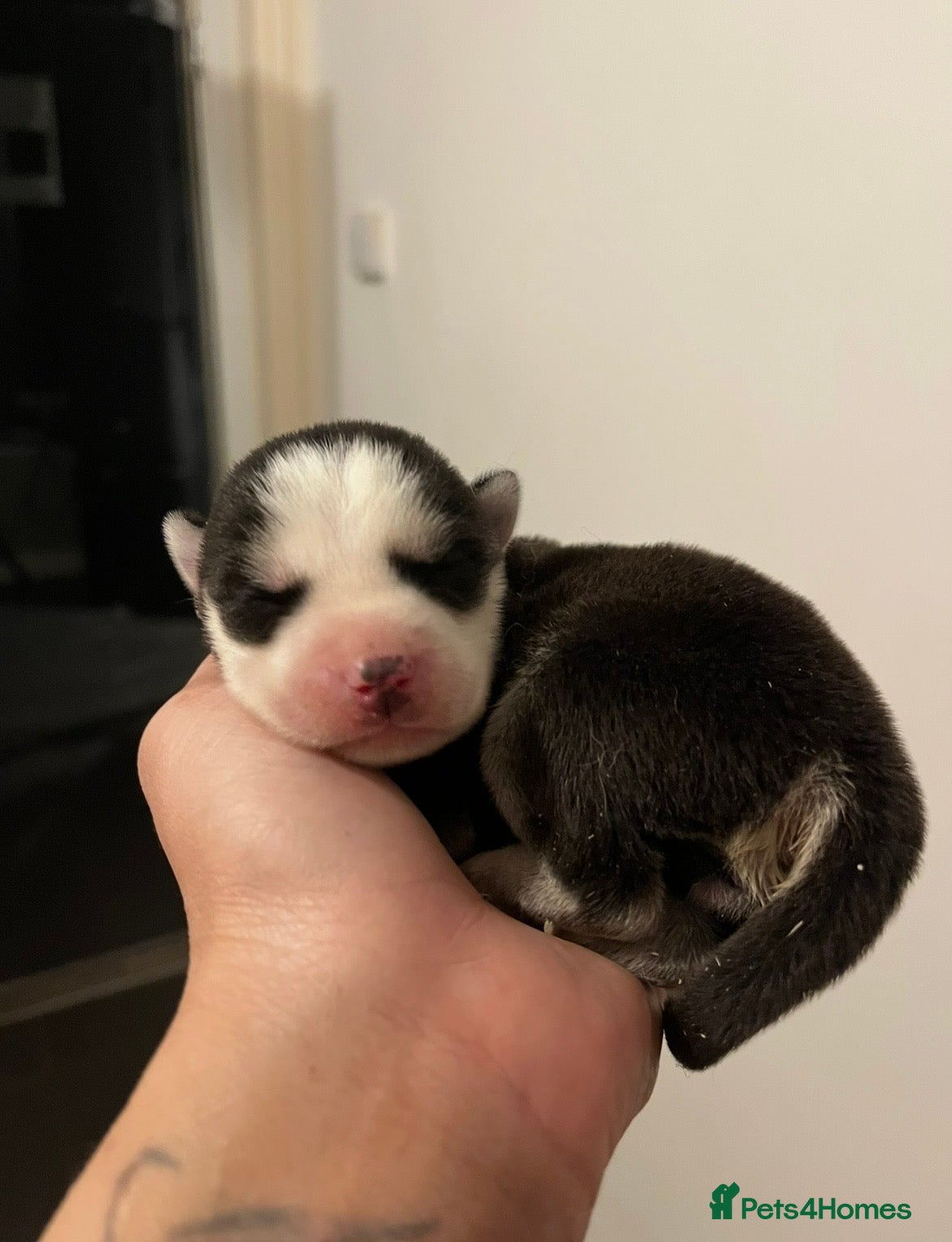 Siberian Husky dogs Stunning husky puppies  - Advert 2