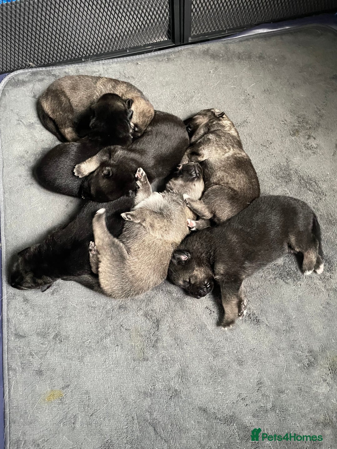 Shepsky dogs for sale: Gerbirian  shepskis - Image 1