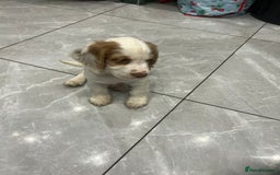 Cocker Spaniel dogs for sale: Cocker Spaniel Puppy - Image 2