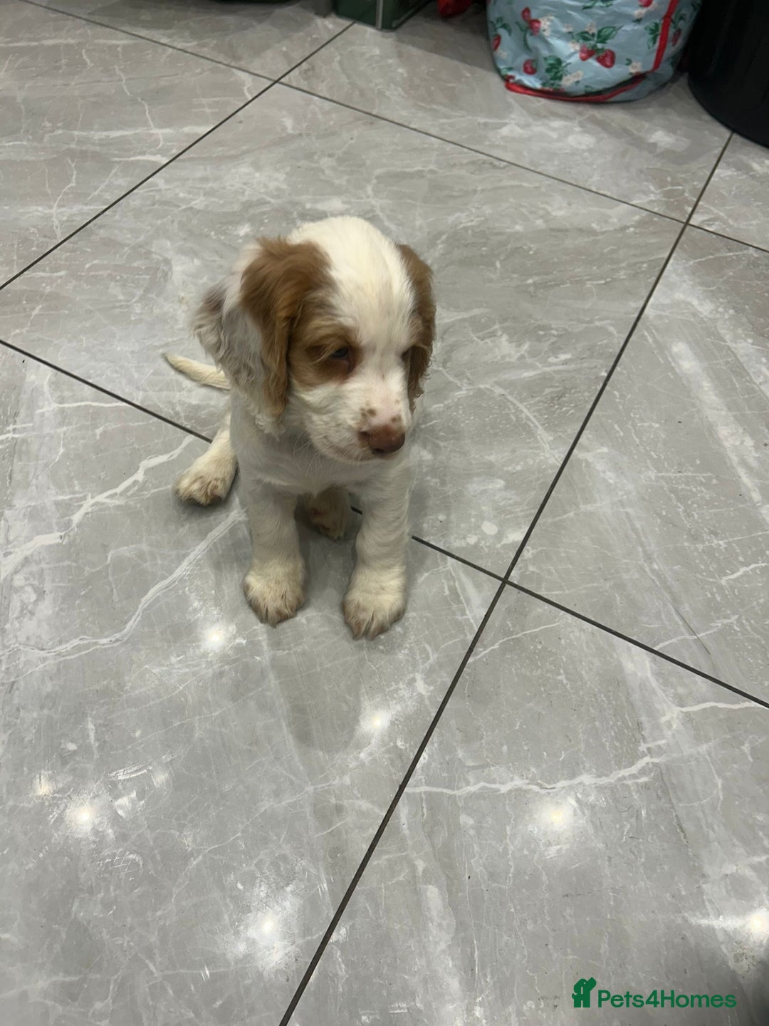 Cocker Spaniel dogs for sale: Cocker Spaniel Puppy - Image 2