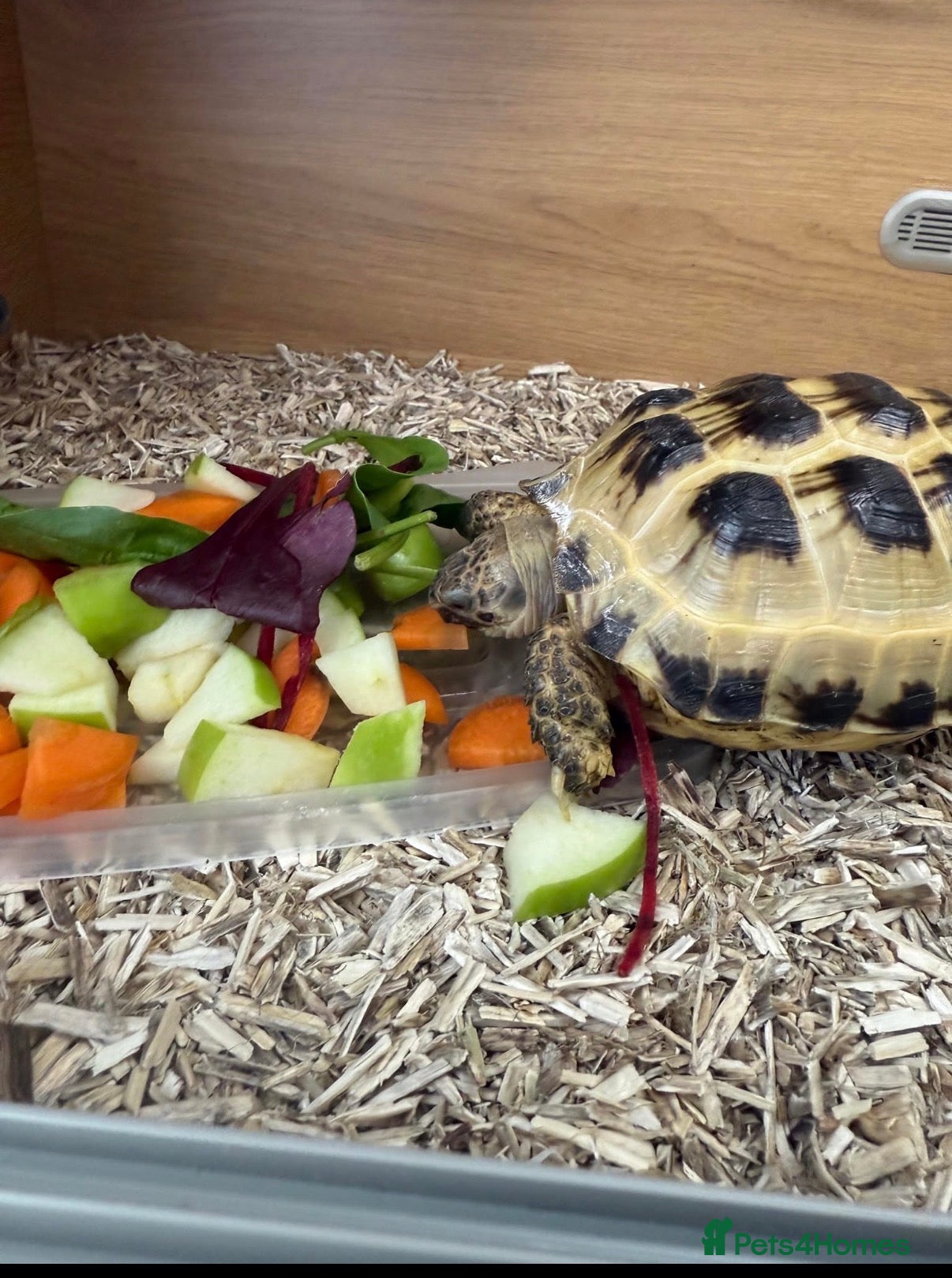 Tortoise reptiles Horsefield tortoise and vivarium - Advert 2