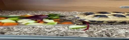 Tortoise reptiles for sale: Horsefield tortoise and vivarium in Newport - Advert 1