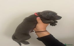 Staffordshire Bull Terrier dogs for sale: Rein X Pharron Bullsaff puppies/1 left due 2 mess - Image 13